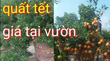 quất tết 2022, giá quất tại vườn