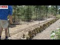 THE EASIEST WAY TO TRELLIS CUCUMBERS, POLE BEANS AND MORE!