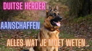 Duitse herder aanschaffen | waar moet je op letten