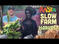 Plantain & Yam Harvest from Rasta Mokko's Slow Farm!