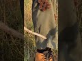 A trick to remove burrs stuck on pants fast and easy #lifehacks #cleaningtips #fashion