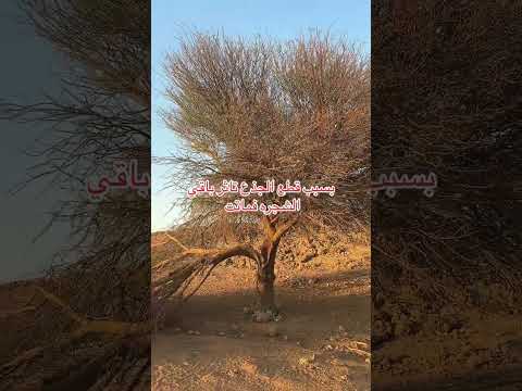 تاثر الاشجار وموتها اذا قطع جذع بسيط منها
