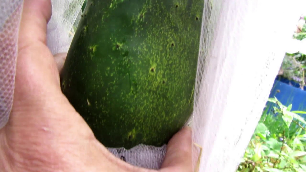 Giant Veg In August: Preserving The Harvest