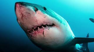 Details Discover the Largest Great White Shark Ever Recorded! Update