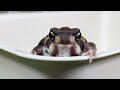 高みを目指すアメフクラガエル。Rain frog #Short