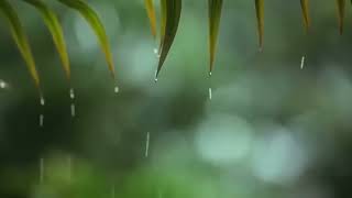 Relaxing Music \& Soft Rain Sounds Relaxing Piano Music, Sleep Music, Peaceful Music