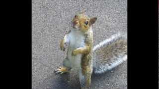 Squirrel Attacks Little Kid!