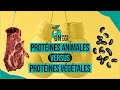 Un Monde Sain | Protéines animales versus protéines végétales