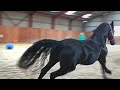 They are not happy with this big surprise! That's sad! Friesian horses.