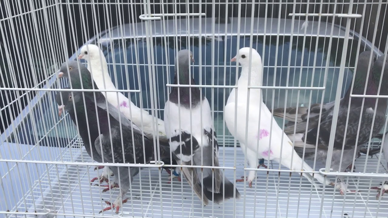 الأزرك العراقي خاص بالأخ ابو علي السماوي قاهر السلالات