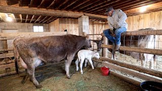 Our Milking Parlor MAKEOVER | Brand New Brown Swiss Calves