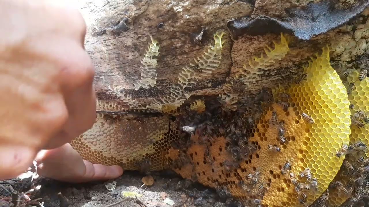 tirando abelhas em pedras