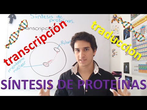 Video: ¿Por qué el proceso de síntesis de proteínas es fundamental para la vida?