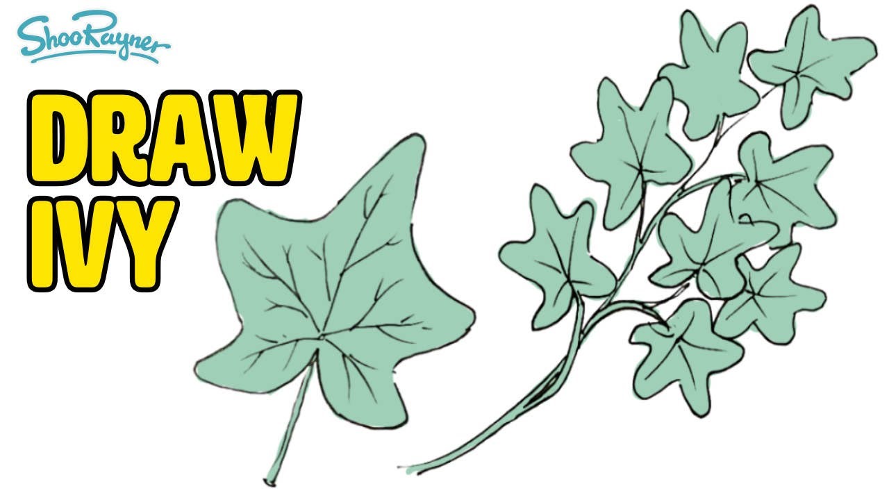 Top How To Draw Ivy Vines  Don t miss out 