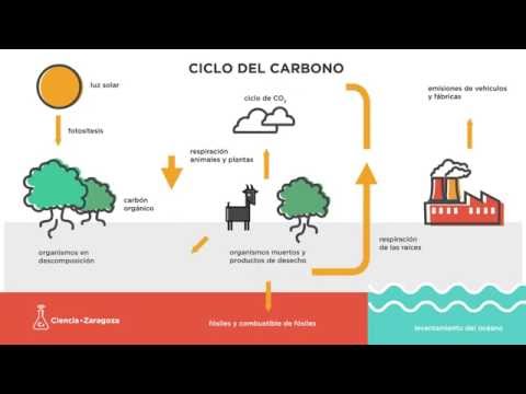 Ciclo Del Carbono Que Es Caracteristicas Fases Importancia
