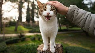 I Couldn't See Siren the Talkative Stray Cat for 2 Weeks and This Happened