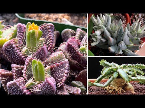 Video: Top 5 insoliti fiori e piante spinose