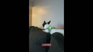 Little dog pleasures itself on couch
