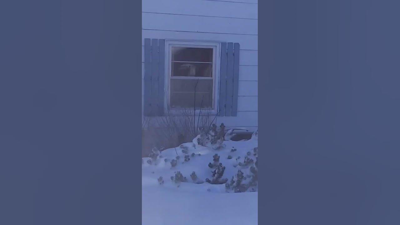 Blizzard obs chevy YouTube