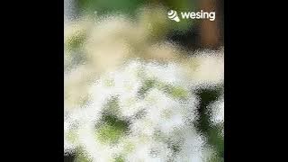 Kau Tercipta Bukan Untukku @ratihpurwasih951 @TheLedy79 @TembangKangenIndonesia