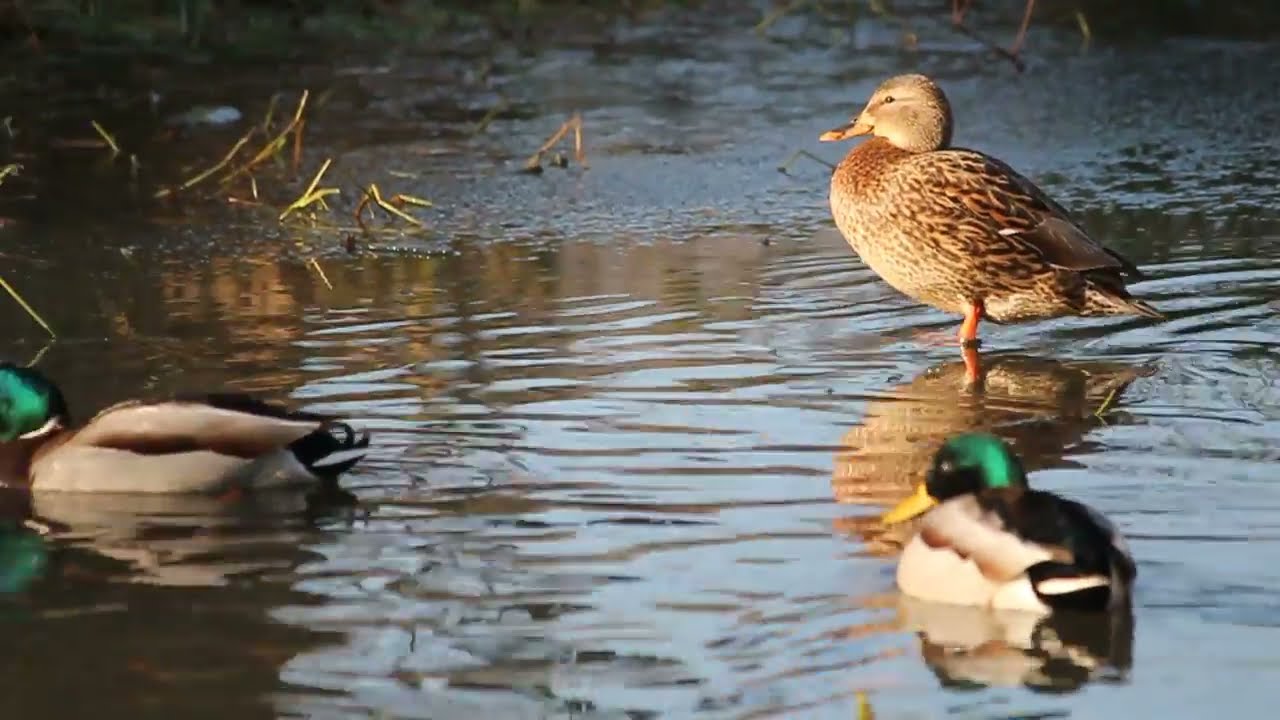 Zdjęcie 4: Rozpoczęła się wycinka drzew przy Asnyka. Mieszkańcy protestują