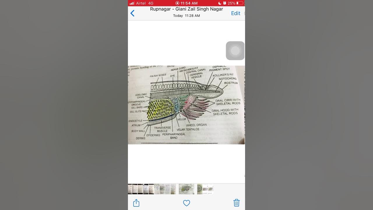 BranchiostomaDigestive system Part2 YouTube