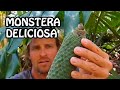 Increíble Fruto de la Monstera Deliciosa