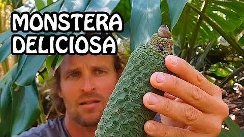 Increíble Fruto de la Monstera Deliciosa