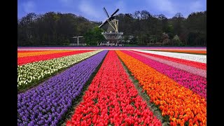 Королевский парк  Keukenhof