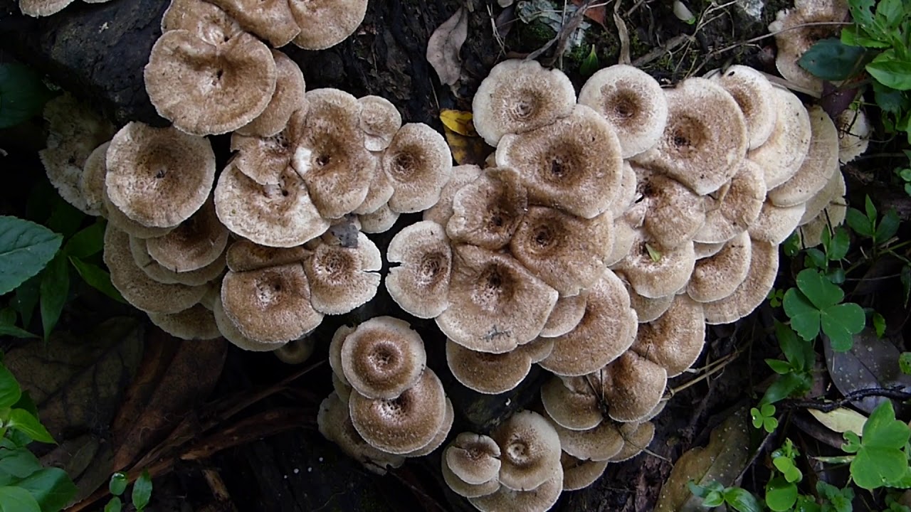 Cogumelos Selvagens da Mata Atlântica 