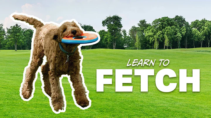 How to Play Fetch With Your Dog