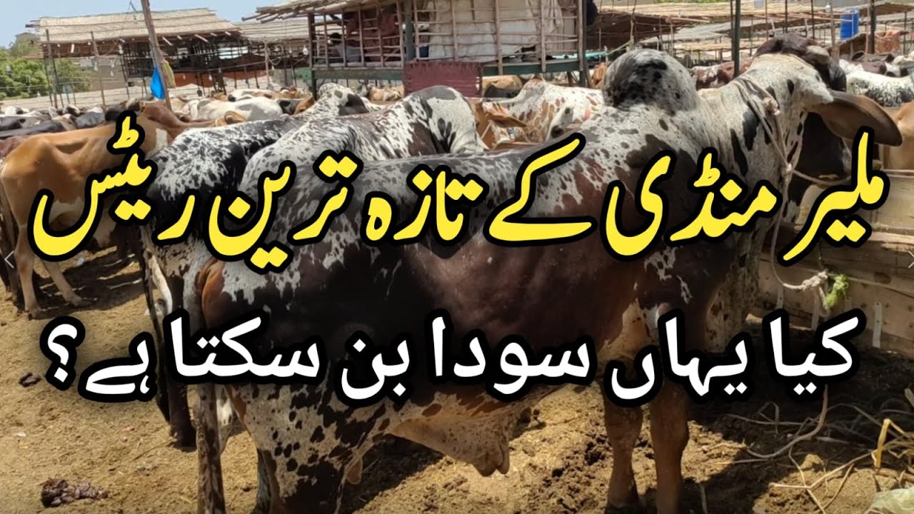 Malir Mandi Latest Cattle Rates Updates Kia Yaha Soda Ban Sakta hai