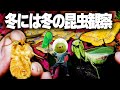 実は冬でもこんなに多くの昆虫を観察できる