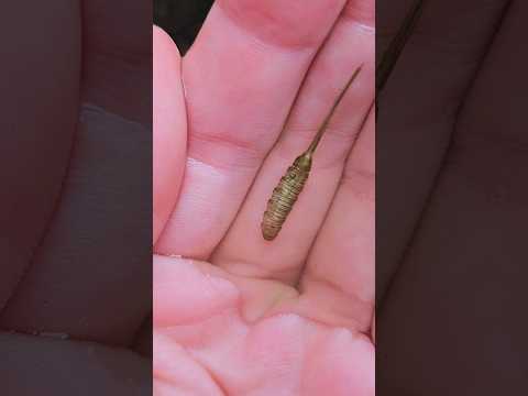 Rat-tailed maggot 🥰