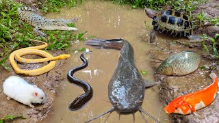 Catch big catfish in the hole there are ornamental fish, koi fish, snakehead fish, gourami, eels