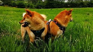 Shiba Inu have a fun.