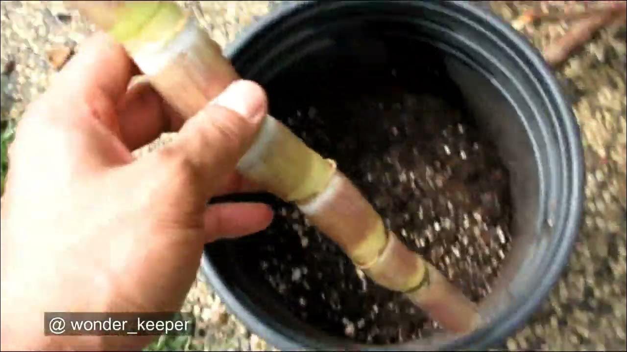 Growing Sugar Cane at Home YouTube