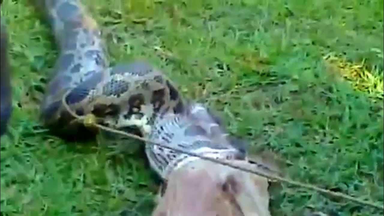 Python Eats Dog and crowd survives Python from dogs belt - YouTube