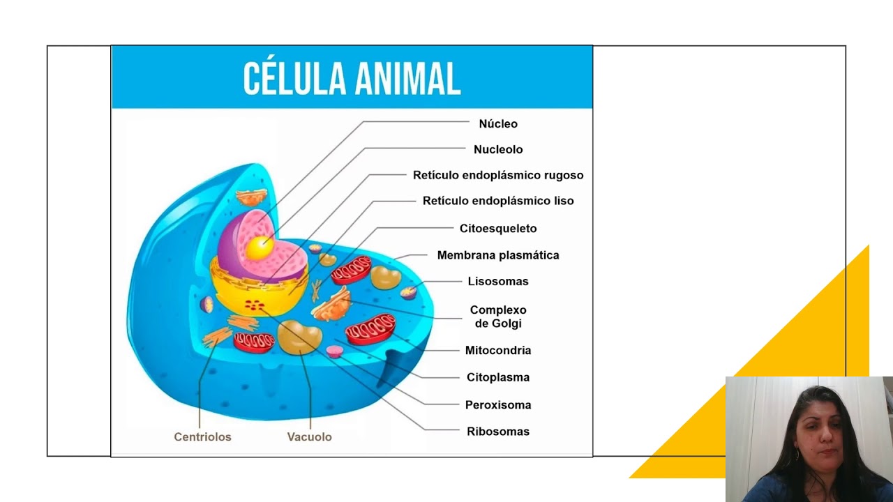 As Células Animais São Caracterizadas Por Possuírem