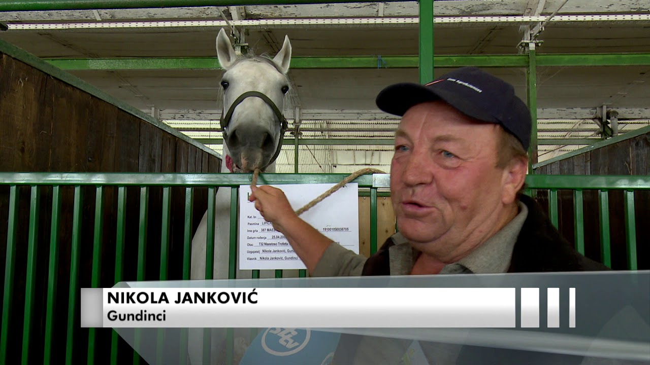 SBTV - SB INFO - BRODSKI KONJOGOJCI NA STOČARSKOJ IZLOŽBI U BJELOVARU  - 10.09.2017.
