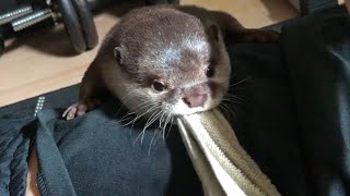 カワウソ カワウソ 60 | HANSA