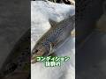 釣った巨大魚の脂乗りがやばい #shorts #釣り