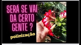 Como Polinizar A Rosa Do Deserto