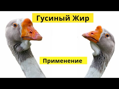 Гусиный Жир Применение. Гусиный Жир Как Применять? Как Вытопить Гусиный Жир?