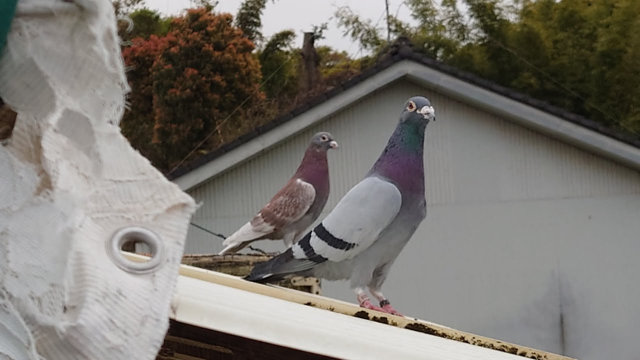 卵産みましたよ～!