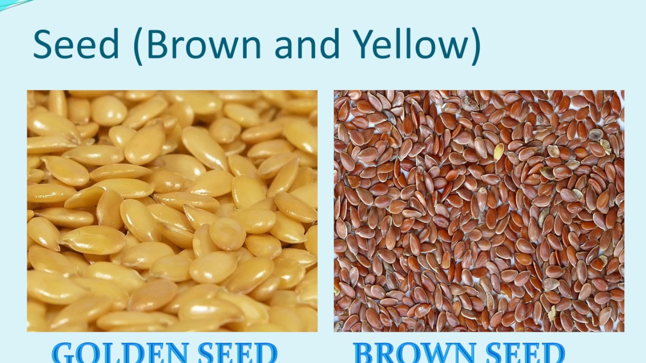 Botany of Linseed, Alsi, Flaxseed or Tisi - YouTube