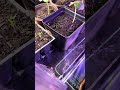 Good morning it’s time to drink some water #seedlings #wateringplants #gardening #backyardgardening