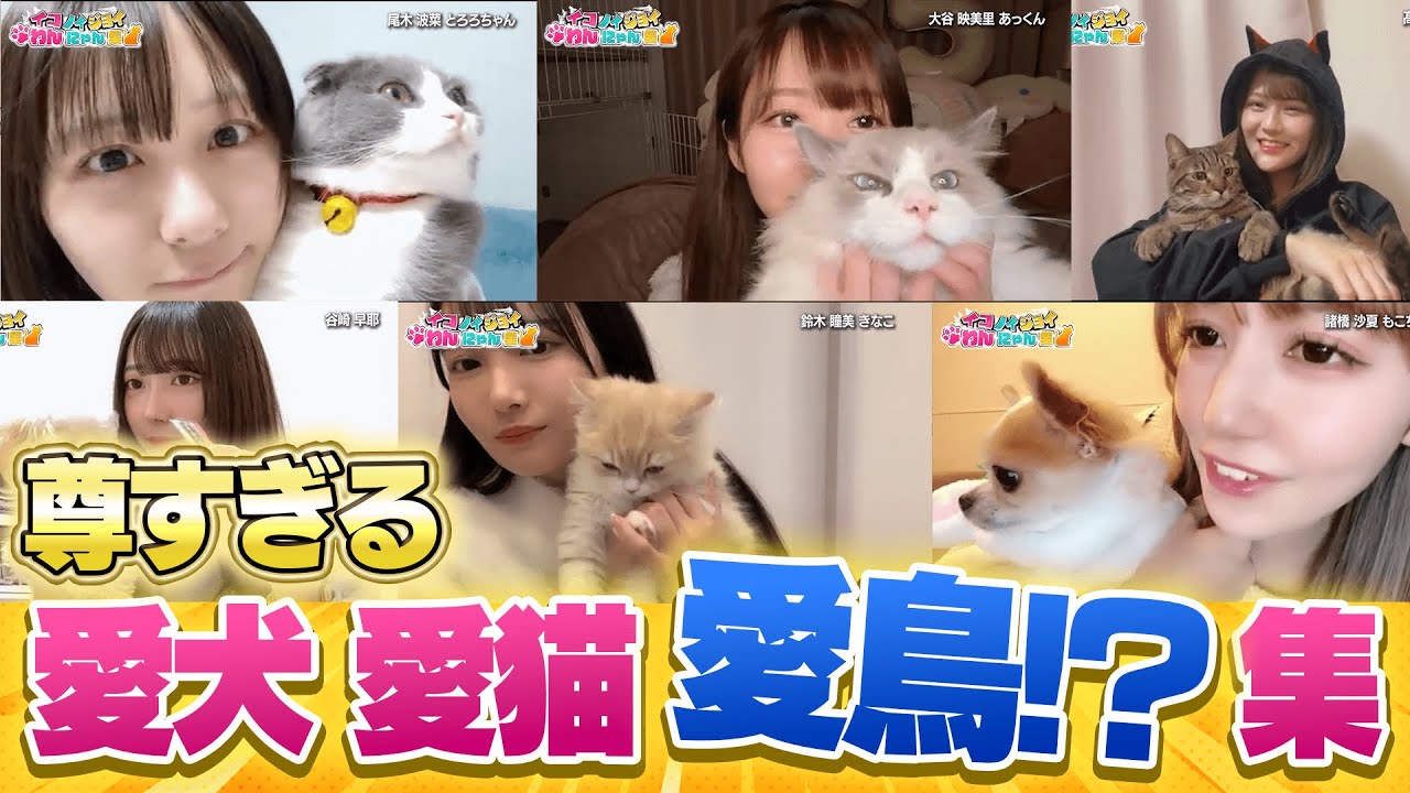 【天国】イコノイジョイメンバーの愛犬・愛猫7連発！中には意外な動物も...?
