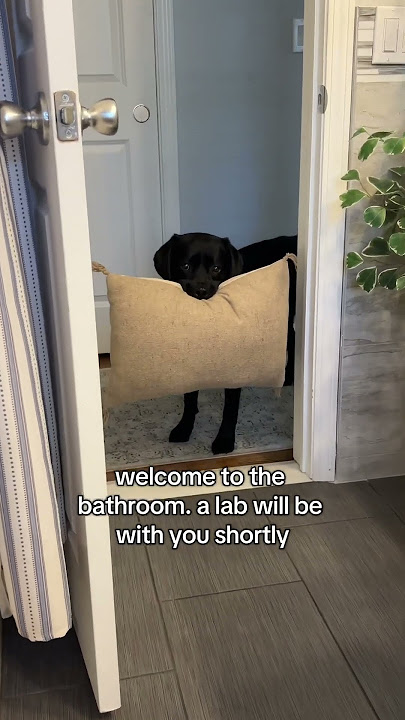 Welcome to the bathroom. A lab will be with you shortly. 🤣 #labrador #blacklab #dogs #cutedogs