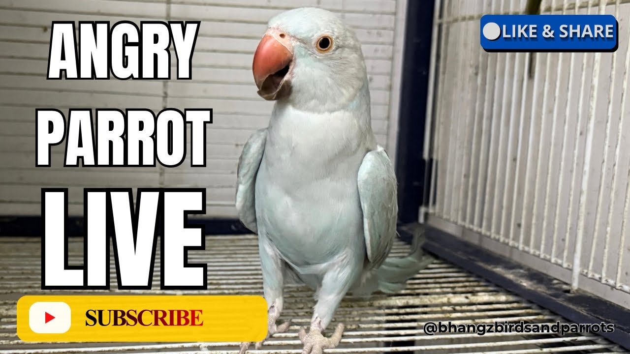 Parrot Raging ANGRY PARROT LIVE - YouTube